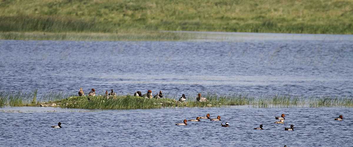 pintails water grass